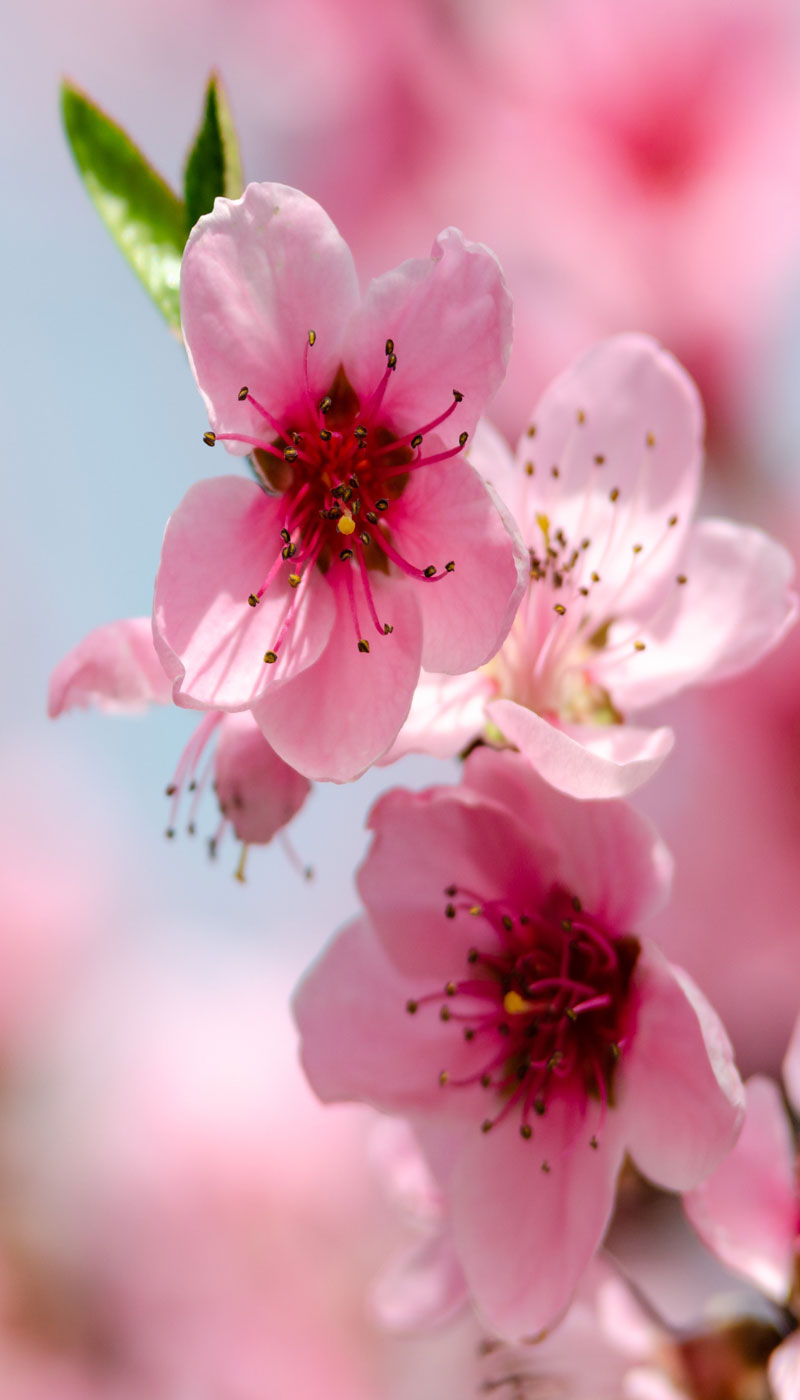 Cherry Blossoms