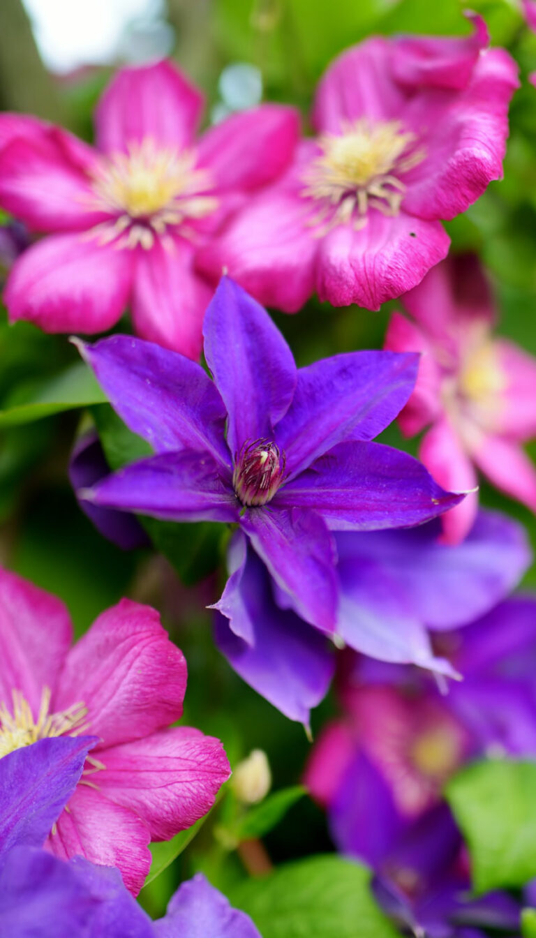 About Blooming Careers - Blooming Careers Coaching