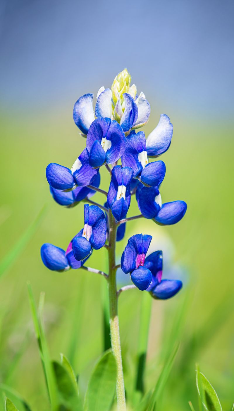 Bluebonnet