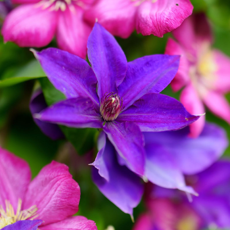 Purple Flower