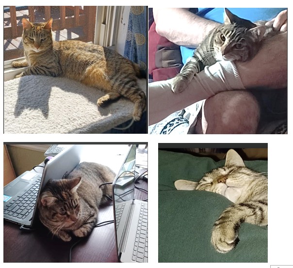 photos of Callie