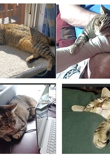 photos of Callie